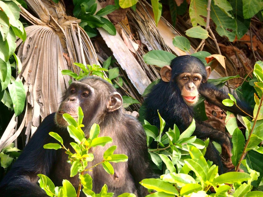 Two chimpanzees relaxing amidst lush foliage in Gambia's wild environment.
