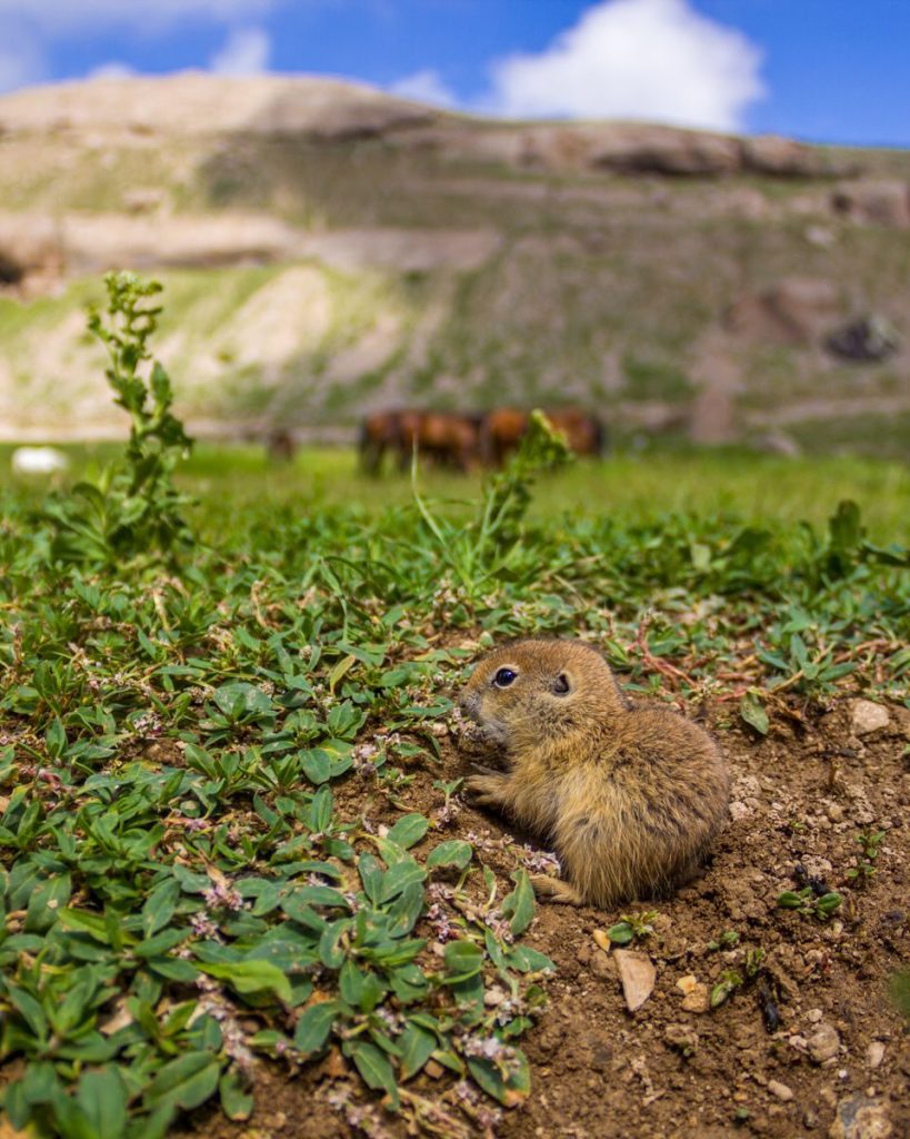 A squirrel in a lush green meadow with mountains in the background on a sunny day.