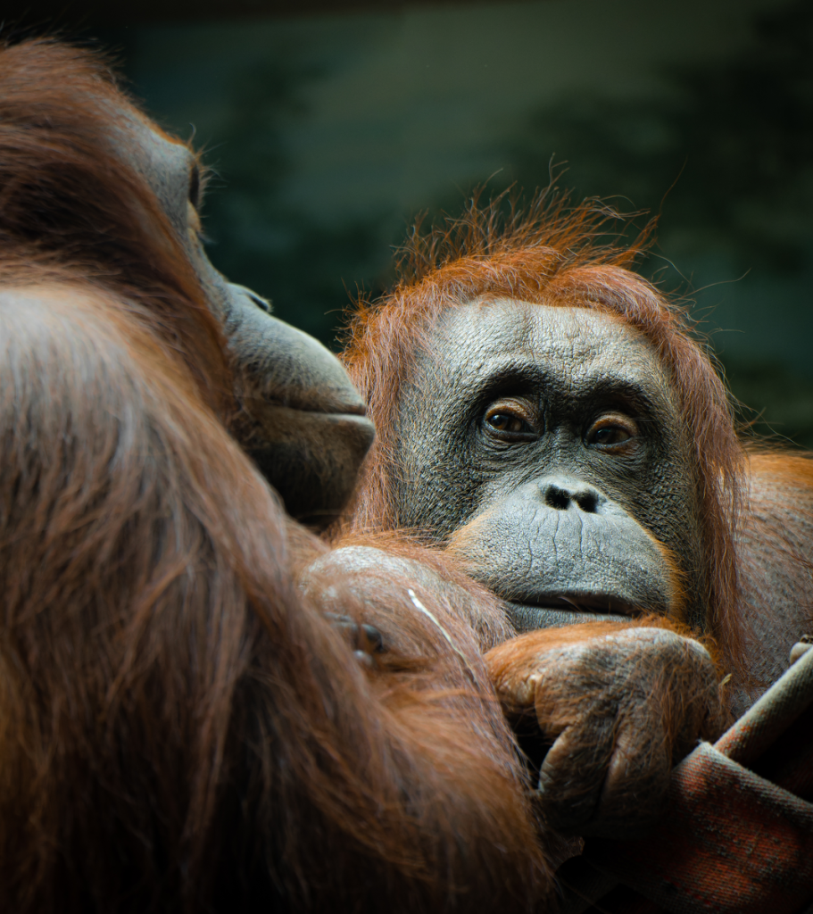 Intimate close-up of orangutans showcasing expressive faces and rich fur textures.