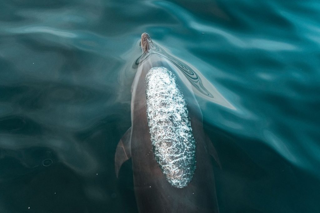 A stunning image of a dolphin gracefully swimming in clear blue ocean water, showcasing nature's beauty.