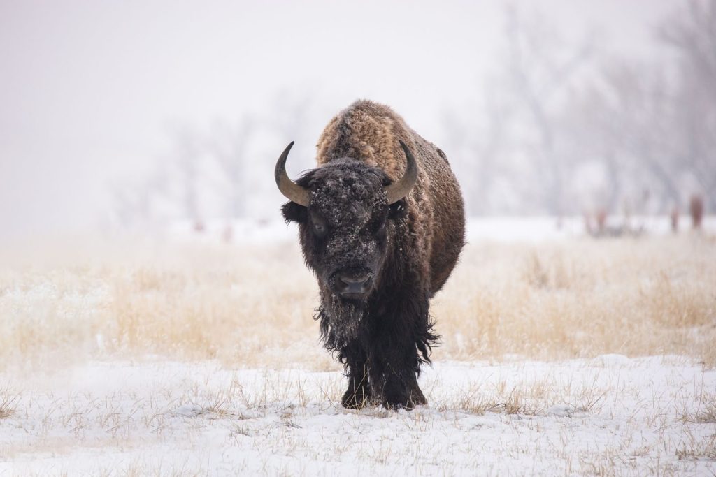 American bison (Bison bison) in a snowy field during winter, showcasing its natural habitat and resilience.