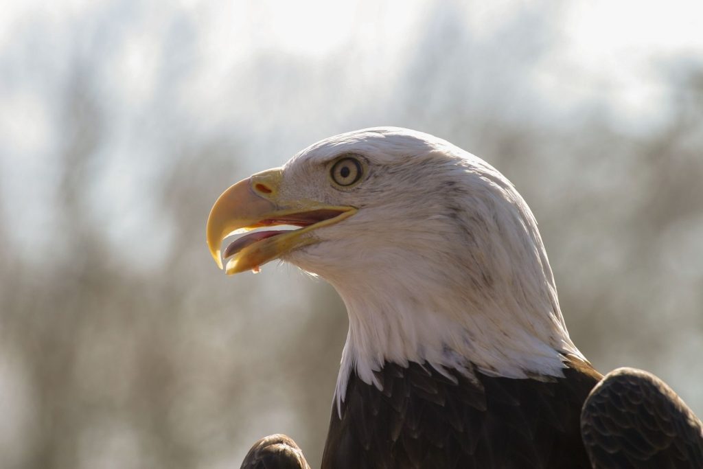 A detailed close-up of a bald eagle showcasing its impressive features in natural light.