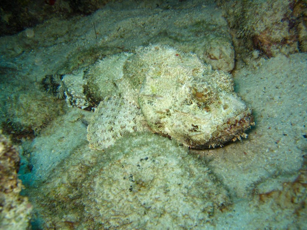 Close-up of a stonefish blending into its sandy underwater environment.