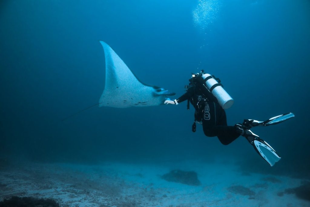 Scuba diver swimming alongside a majestic manta ray in the ocean depths.