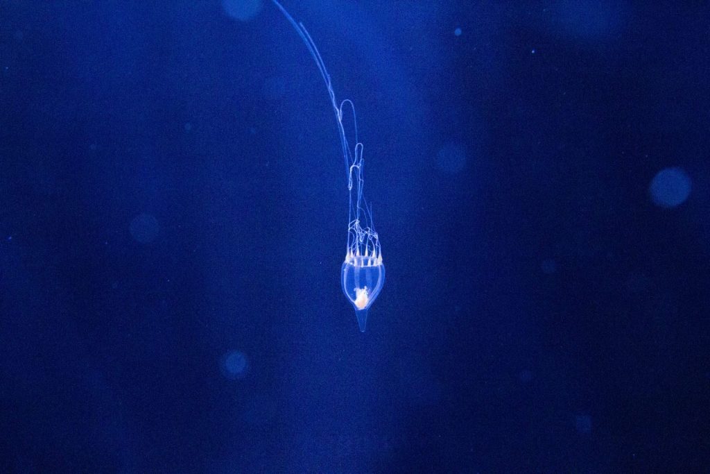 Captivating image of a jellyfish gracefully floating in deep blue water, highlighting its delicate tendrils.
