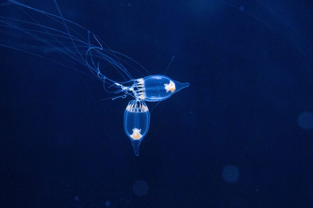 A mesmerizing close-up of delicate, translucent jellyfish swimming underwater in the ocean.
