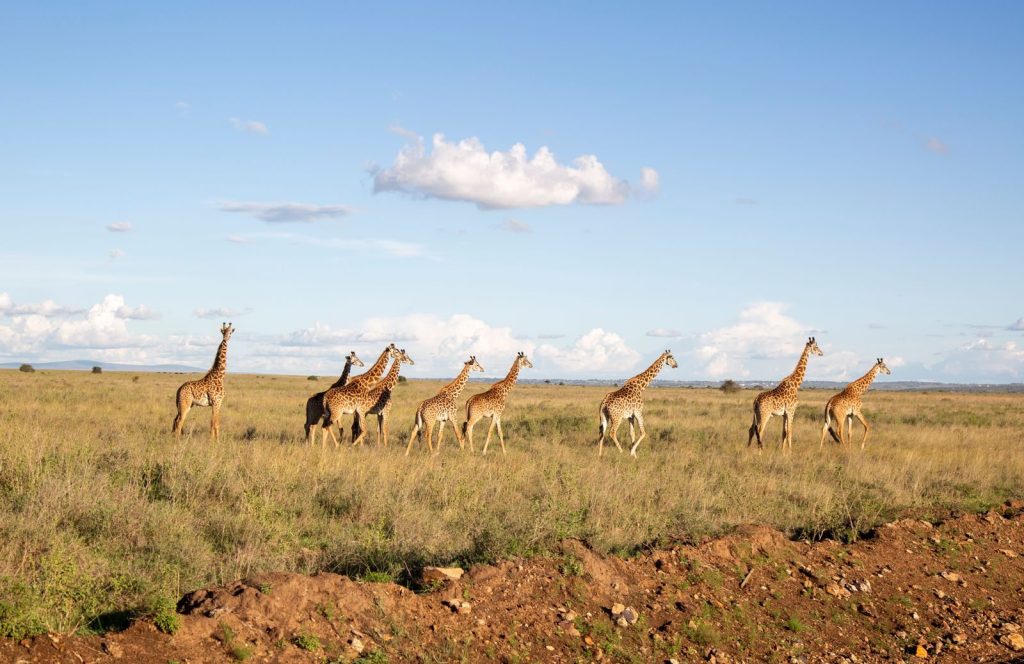 A herd of giraffes walks gracefully across the savanna under a clear blue sky.