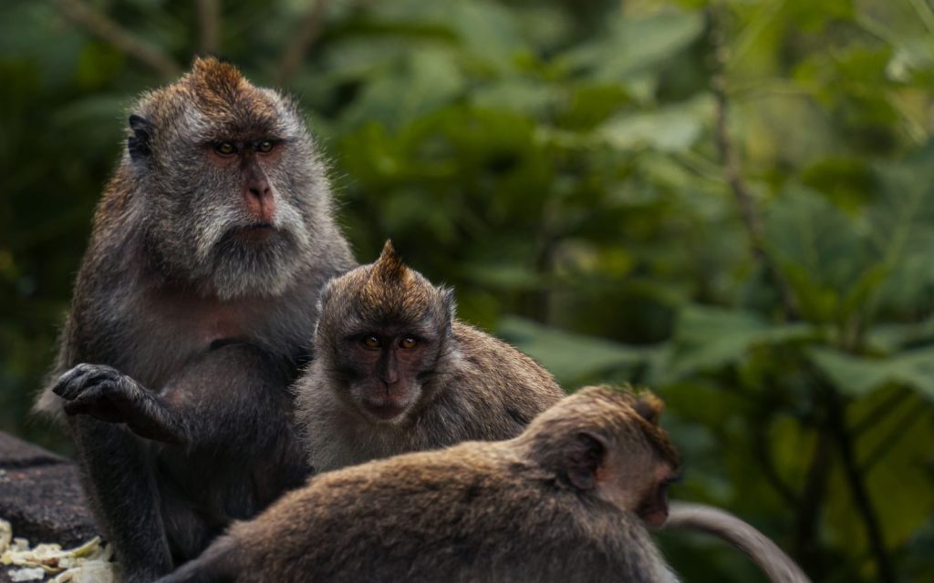 A group of macaque monkeys in their natural forest habitat in Bali, Indonesia.