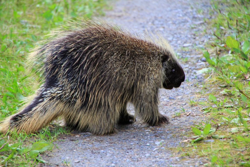 A porcupine walking along a forest pathway, showcasing its spines against a natural backdrop.