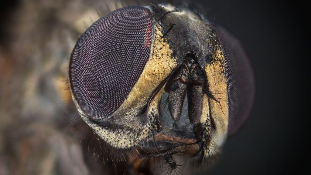 Detailed macro photograph showing the intricate compound eyes of a fly.