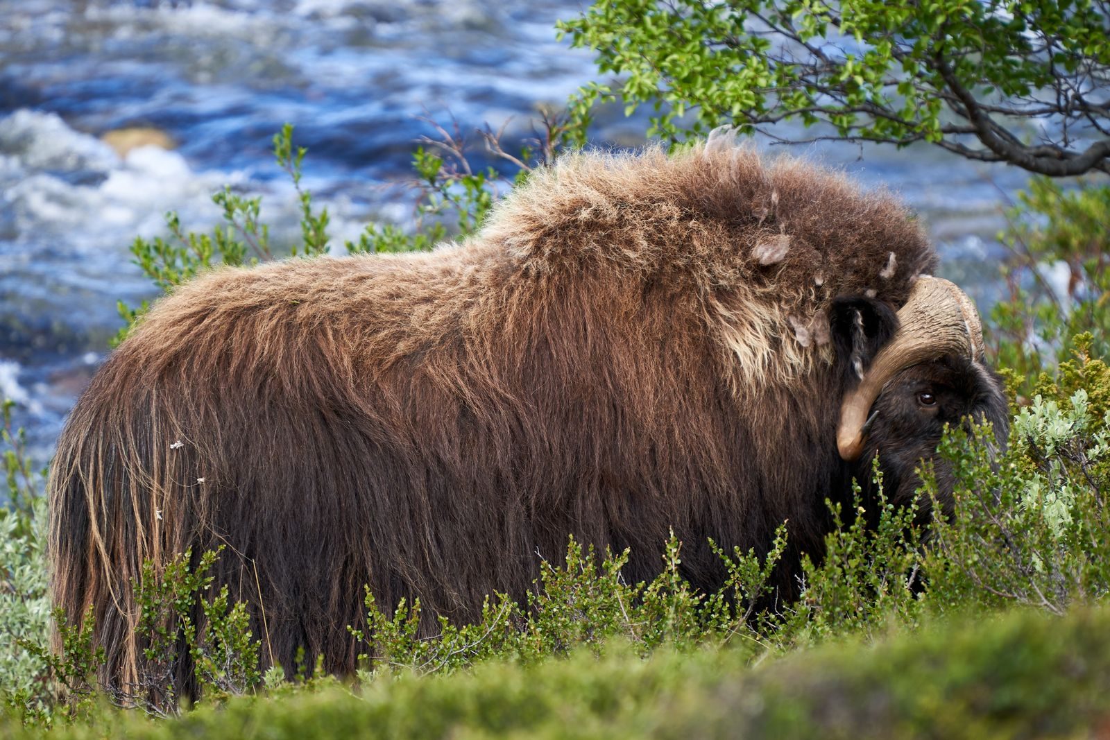 A close-up of a musk ox grazing in the lush green wilderness of Hjerkinn, Norway.