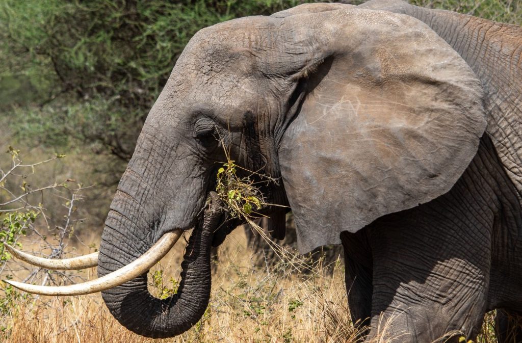 Majestic African elephant captured up close while grazing in its natural habitat.
