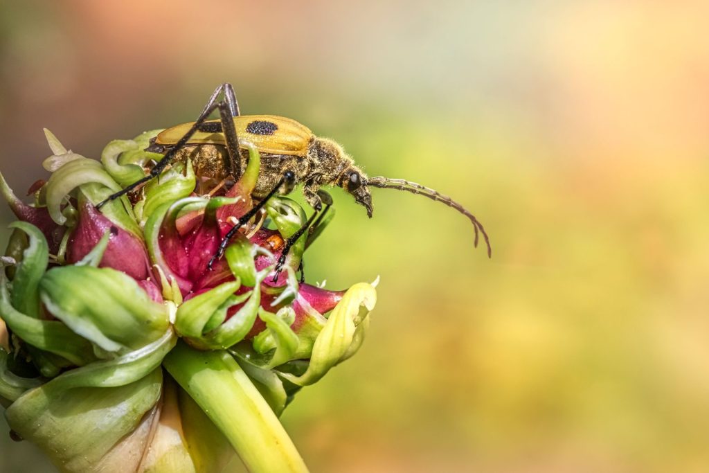 Detailed macro photo of a Pachyta quadrimaculata beetle resting on a vibrant flower.