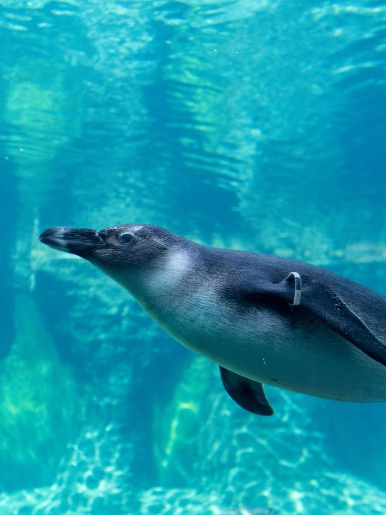A penguin gracefully swims through clear blue water, showcasing aquatic elegance.