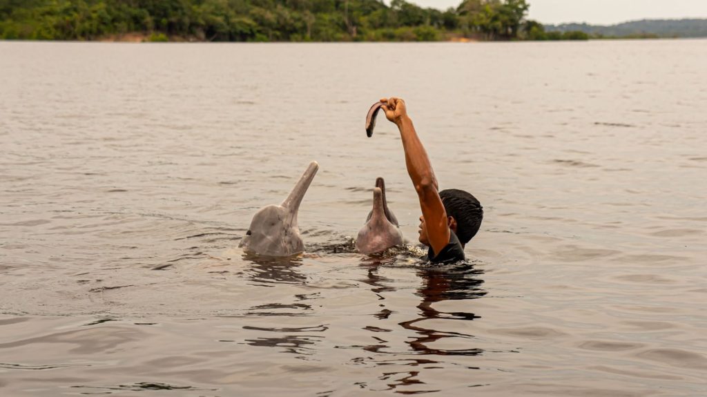 A person in the water feeding dolphins in a serene lake with lush surroundings.