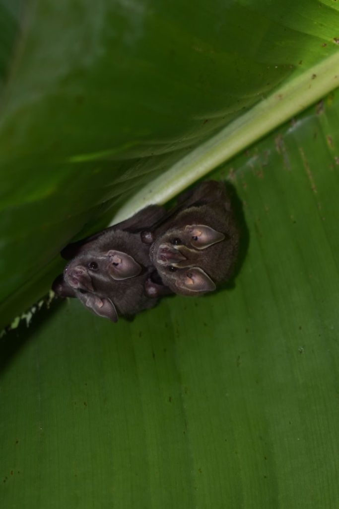 Two bats hanging upside down beneath a lush banana leaf in Caicedo, Antioquia, Colombia.