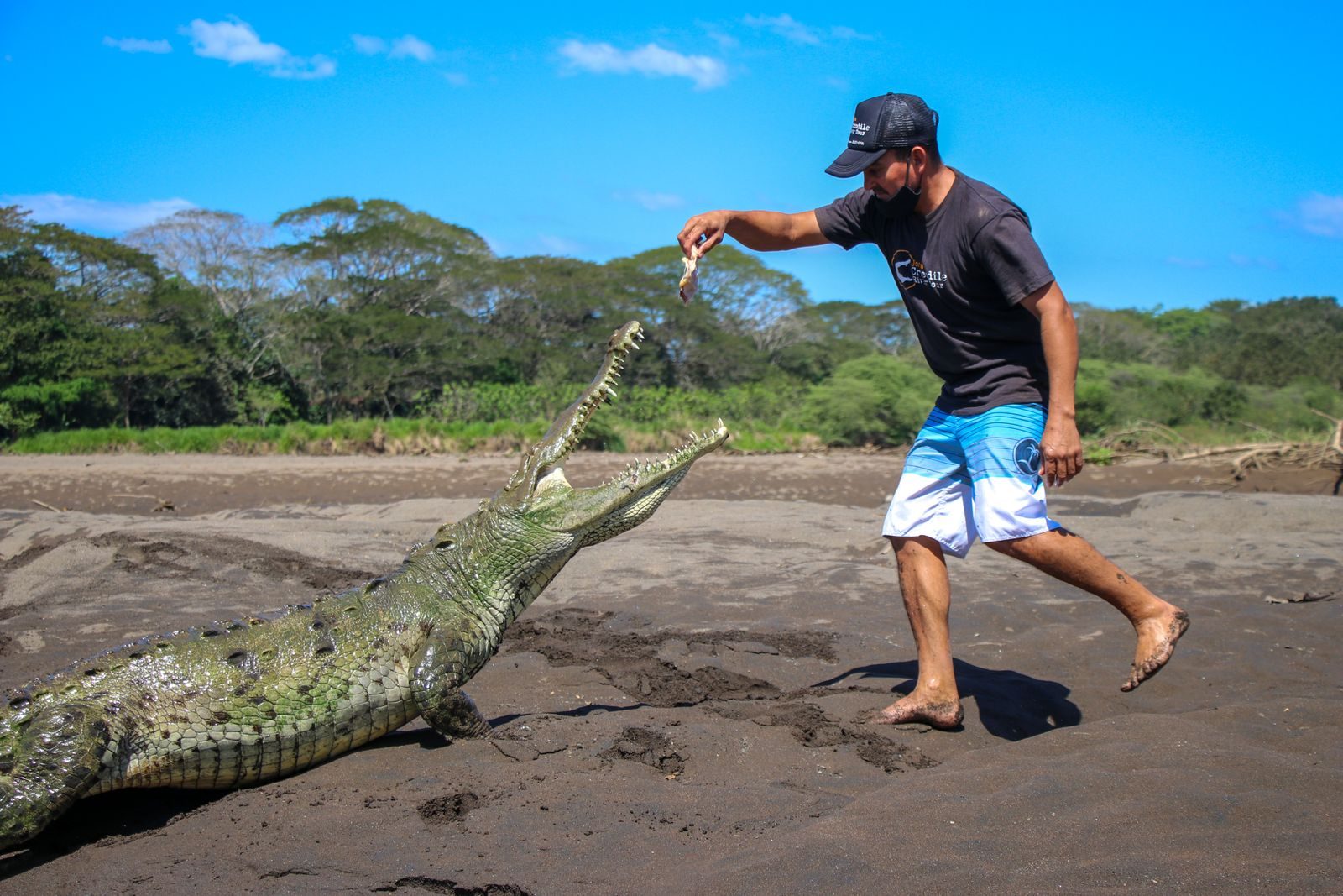 Man interacts with a large crocodile on a beach, demonstrating a daring wildlife encounter.