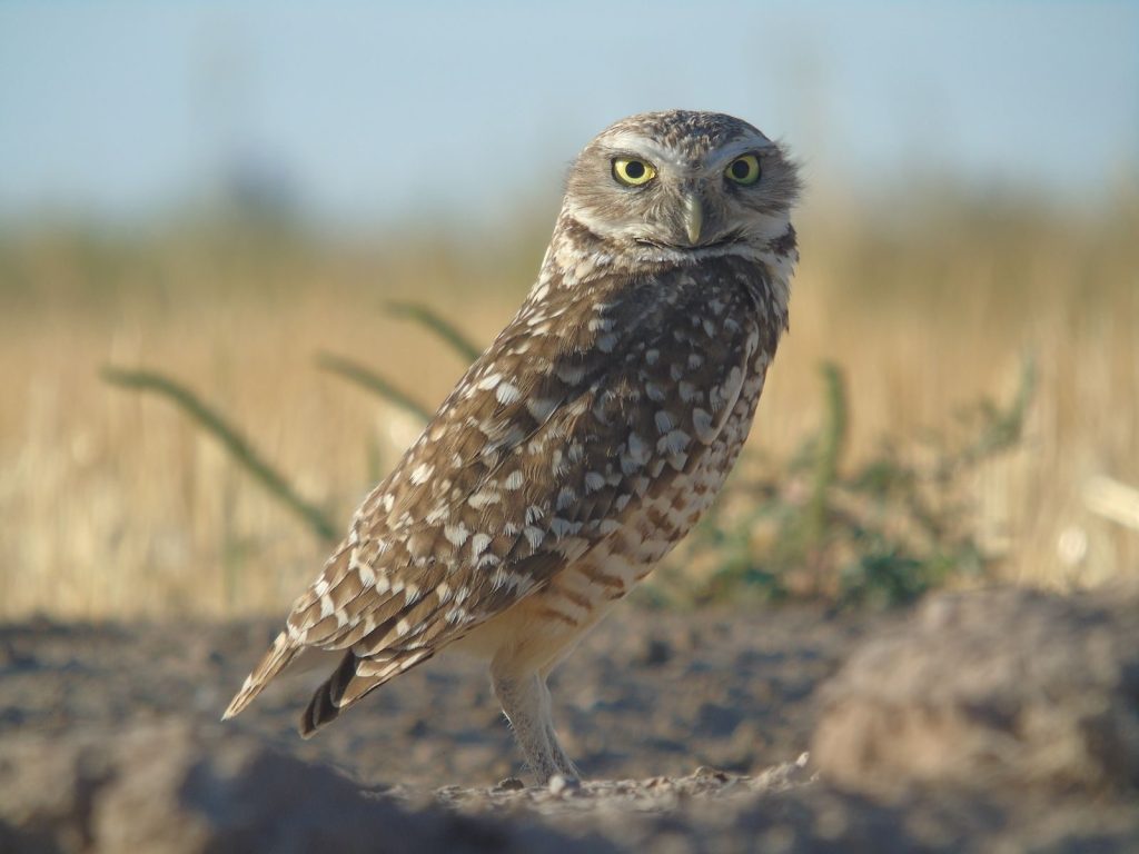 A detailed view of a burrowing owl standing on the ground in daylight.