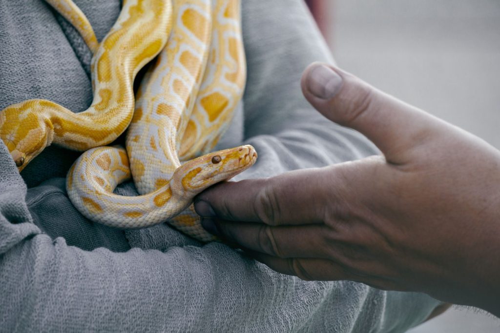 Yellow albino python being gently handled outdoors during daytime.