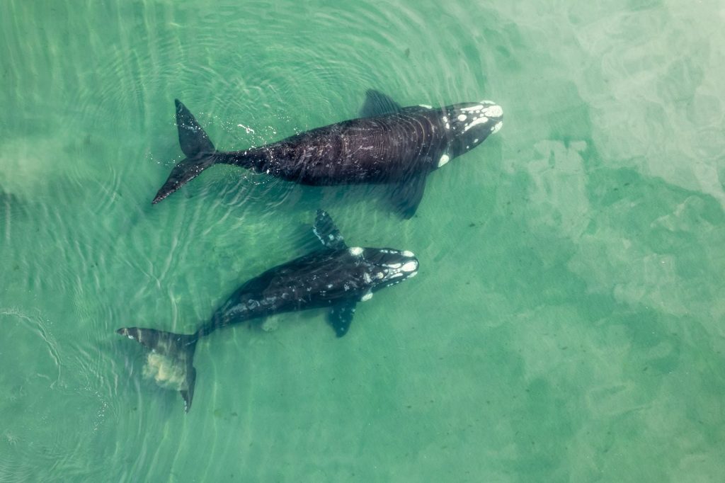 Top view of two whales swimming in pristine turquoise water. Captured in natural habitat.