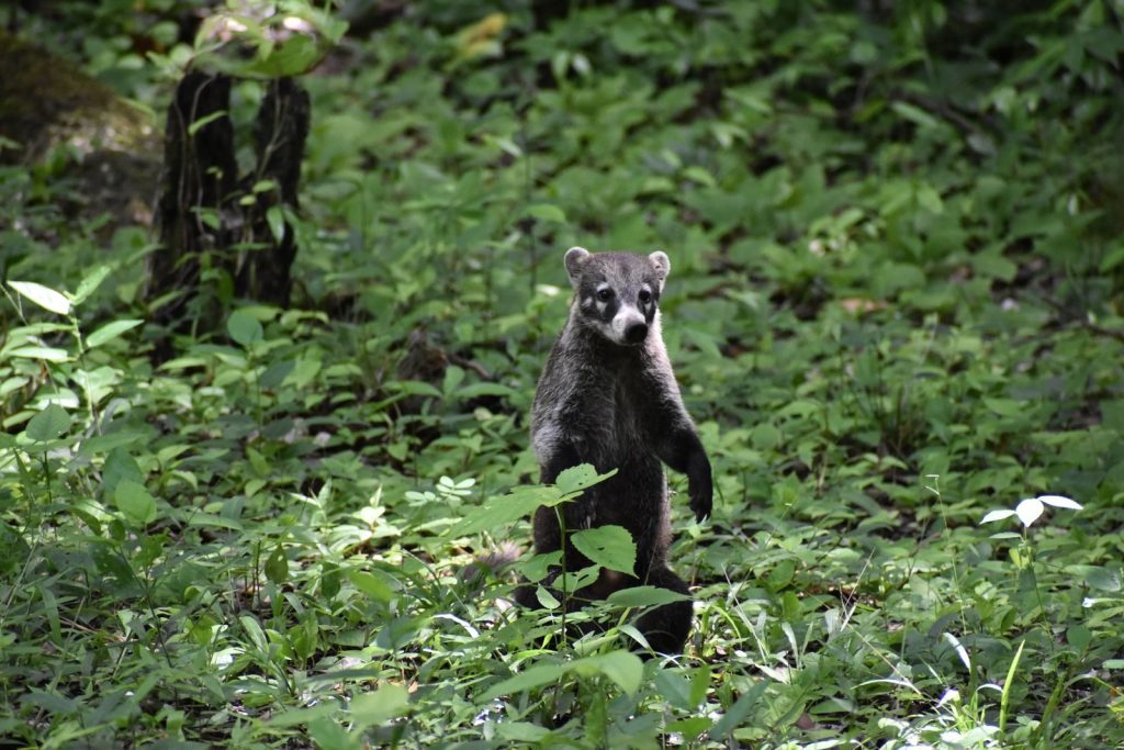 A charming coati stands in the lush greenery of Flores, Petén, Guatemala.