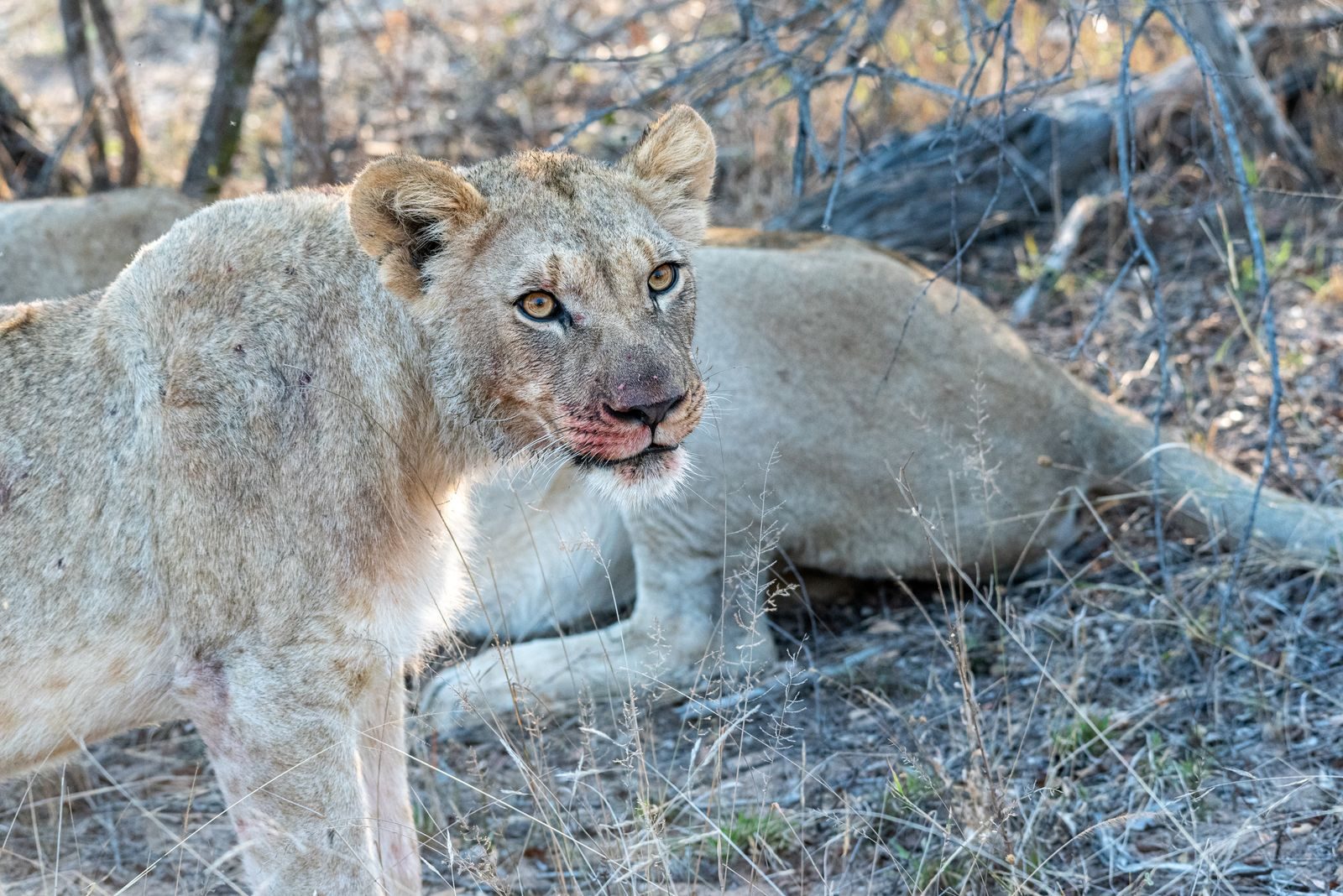 A stunning portrait of lionesses in their natural savannah habitat, showcasing wildlife beauty.