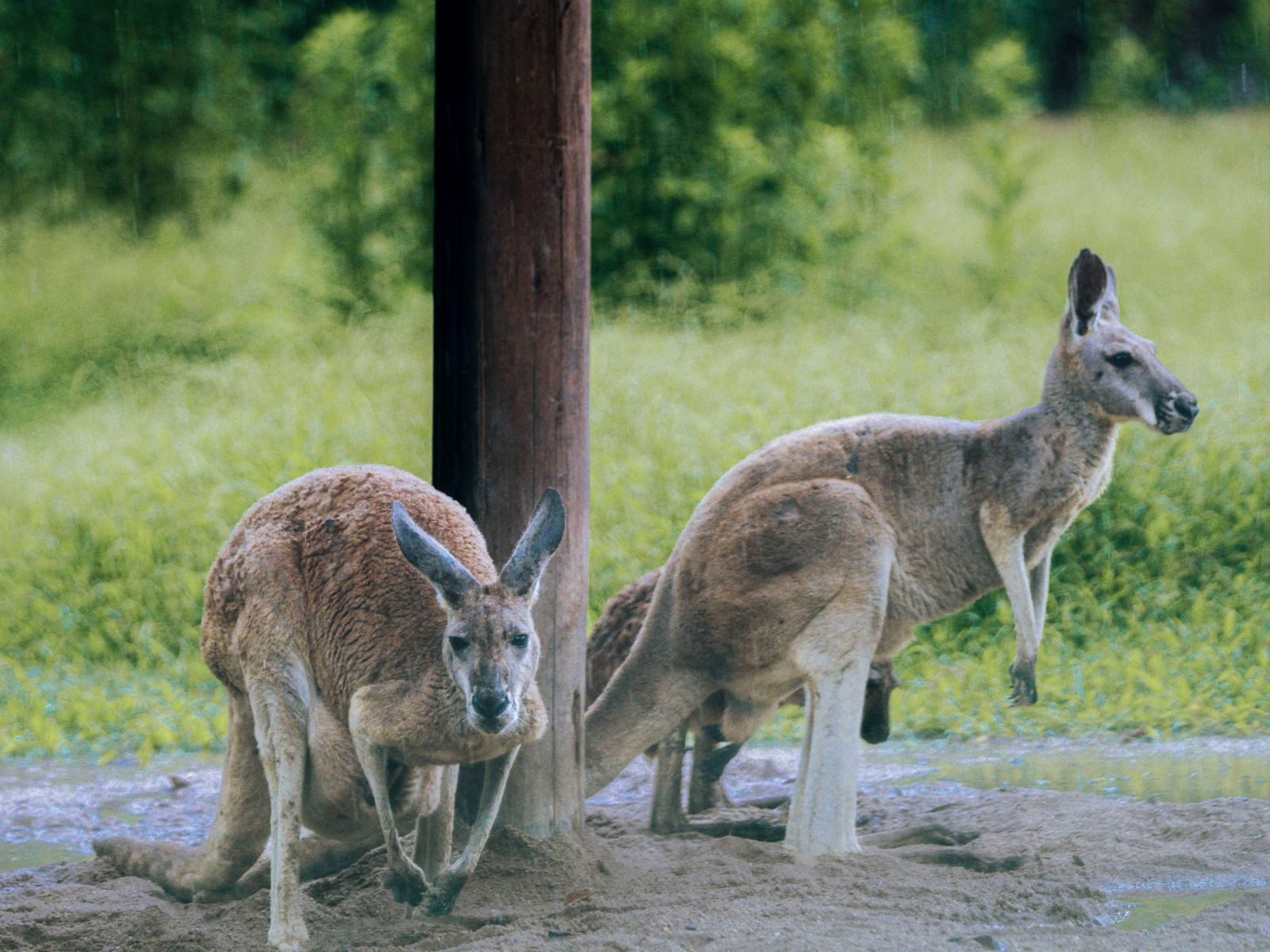 A pair of kangaroos resting beside a wooden post in a lush outdoor environment.