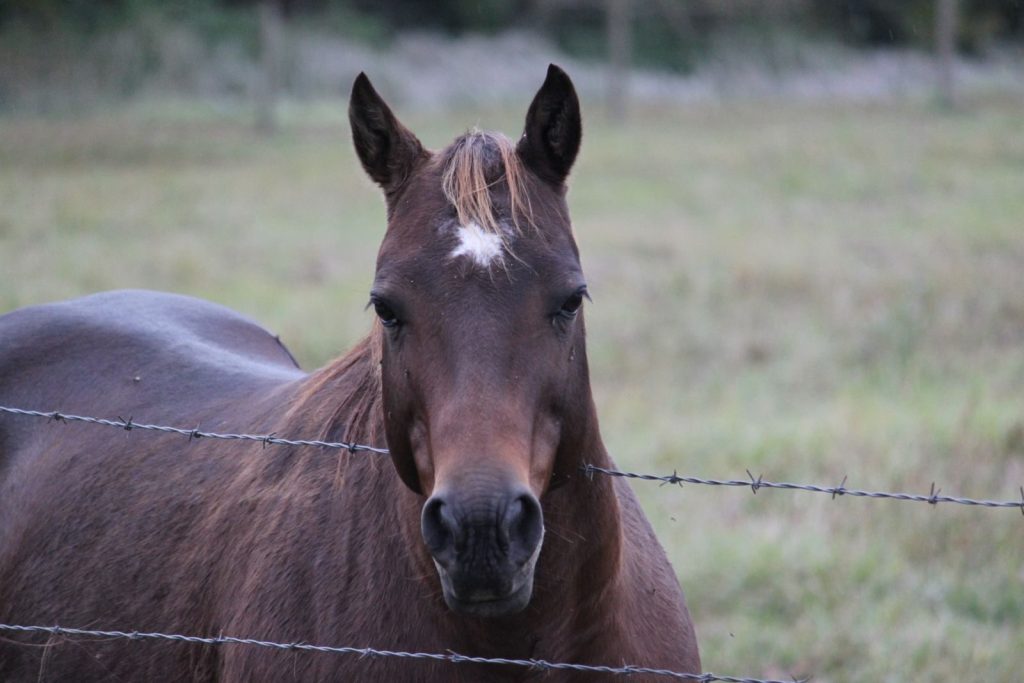 Close-up of a brown horse behind a barbed wire fence on a lush farm field.