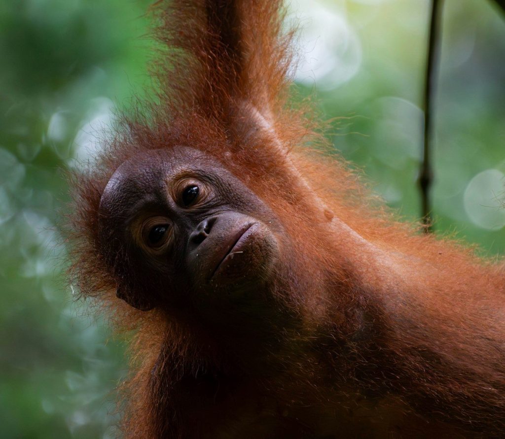 A young orangutan hangs from a tree branch.