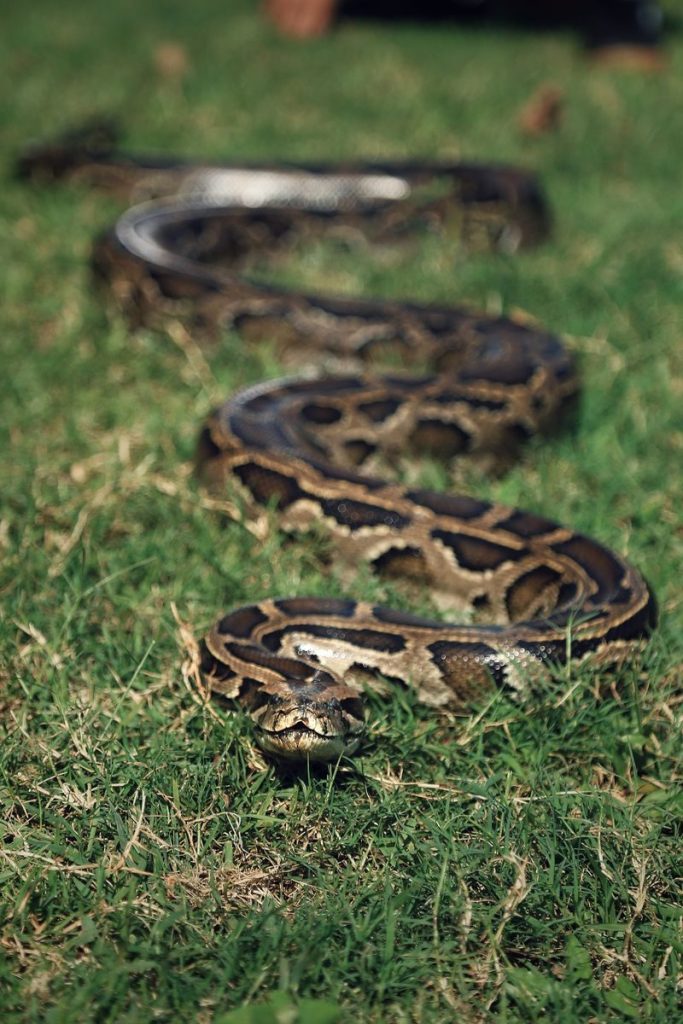 Captivating close-up of a python slithering on lush green grass, showcasing its intricate scales.