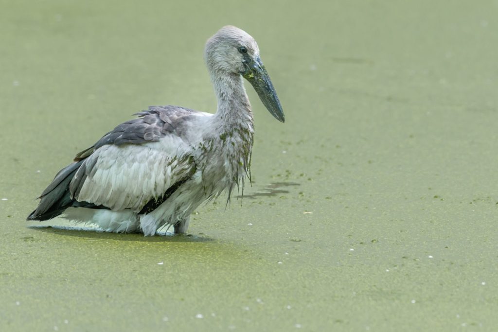 A close-up of an Asian Openbill Stork wading through green water, showcasing wildlife in nature.