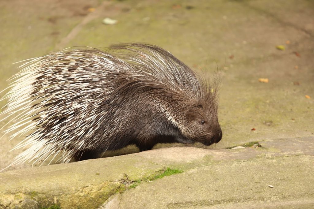Close-up view of an African Crested Porcupine on a stone surface. Natural habitat setting.