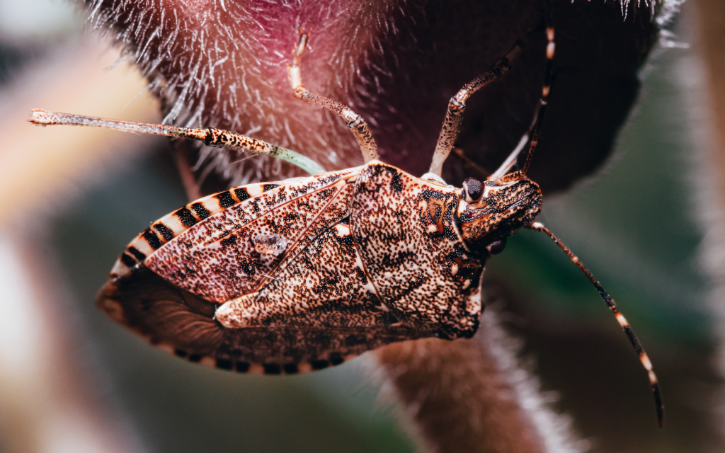 Close-up of a brown marmorated stink bug (Halyomorpha halys) on a plant in Tbilisi, Georgia.