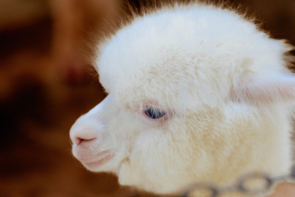 An adorable young white alpaca cria's face in profile, showcasing its fluffy fur.