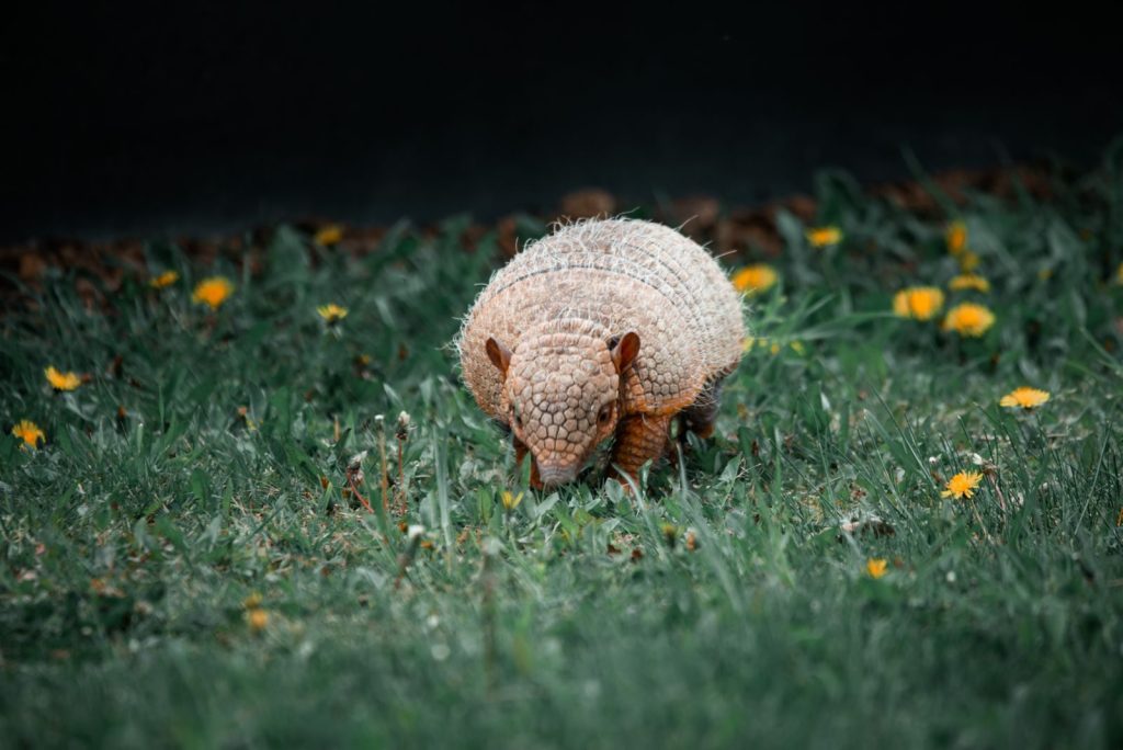 Close-up of an armadillo foraging in a grassy field with yellow flowers during daylight.