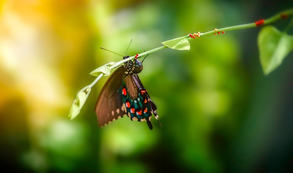Close-up of a butterfly with colorful patterns resting on a green leaf outdoors.