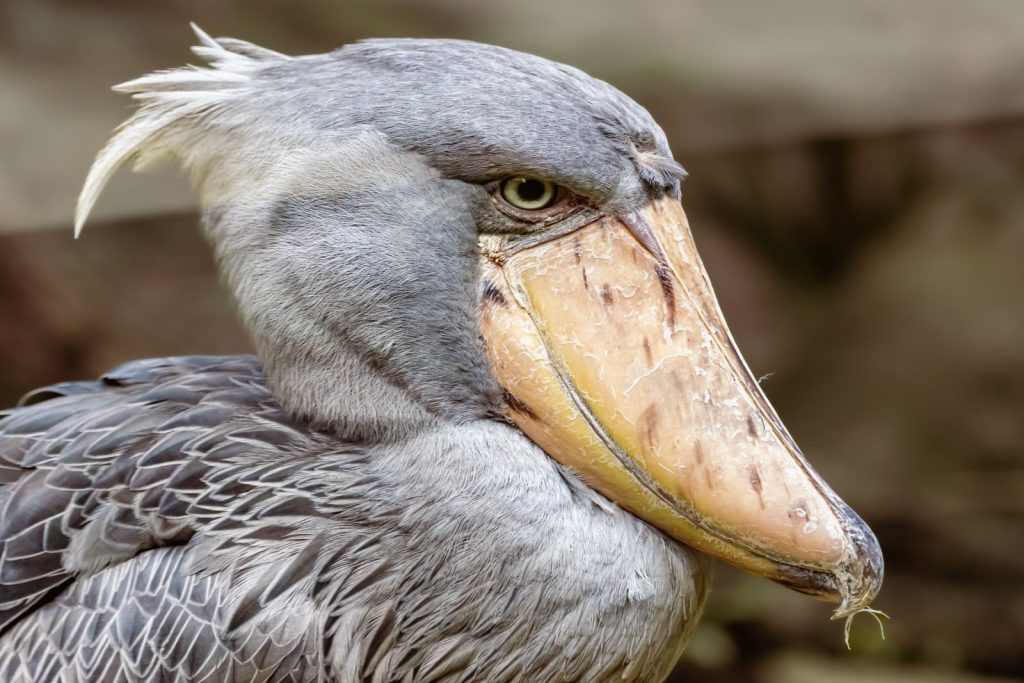 Detailed close-up shot of a shoebill bird showcasing its distinctive features.