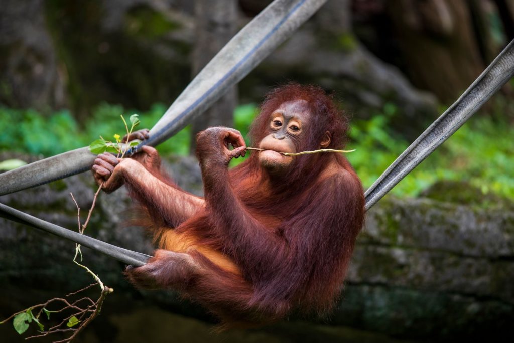 A young orangutan sits on ropes, enjoying a vine snack in a lush natural setting.