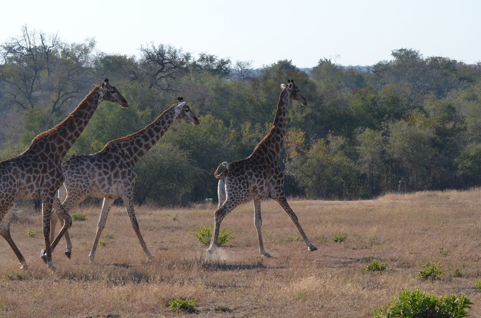 Three giraffes gracefully walking in the South African savanna, showcasing wildlife beauty.