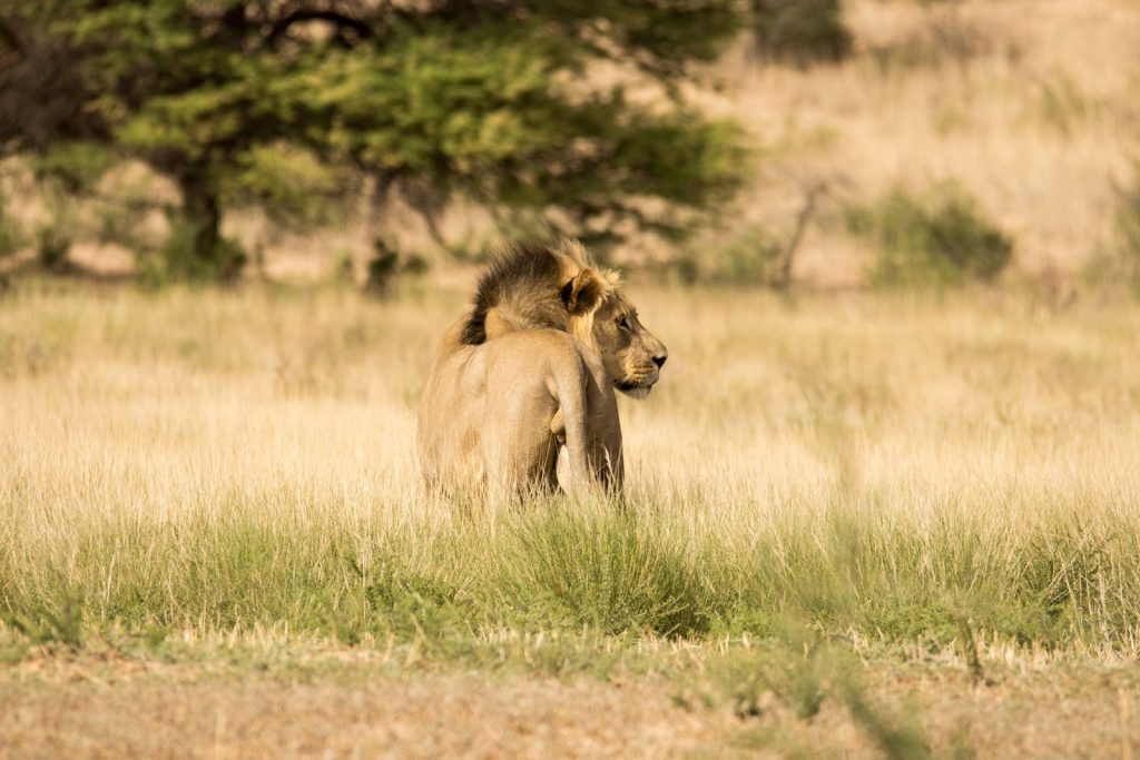 A powerful lion standing in the savanna, showcasing wildlife in its natural habitat.