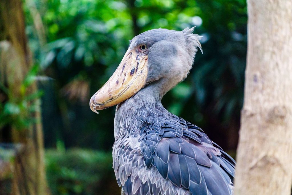 Exotic shoebill stork in a lush tropical forest. Perfect for wildlife photography enthusiasts.