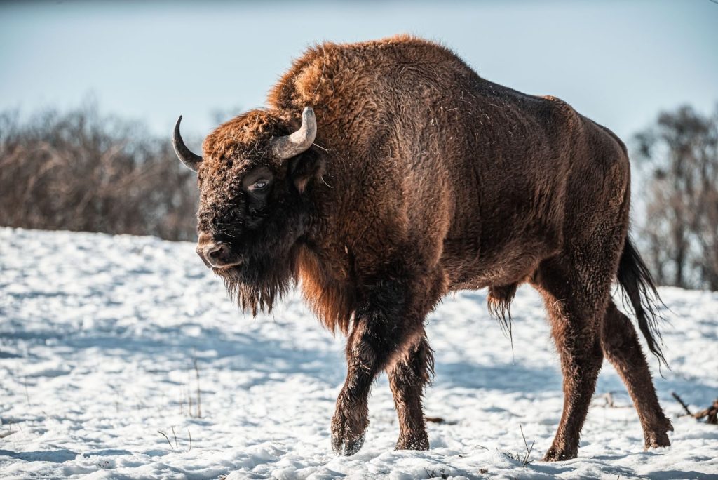 Portrait of a bison standing on snow in a winter landscape, showcasing its majestic presence.