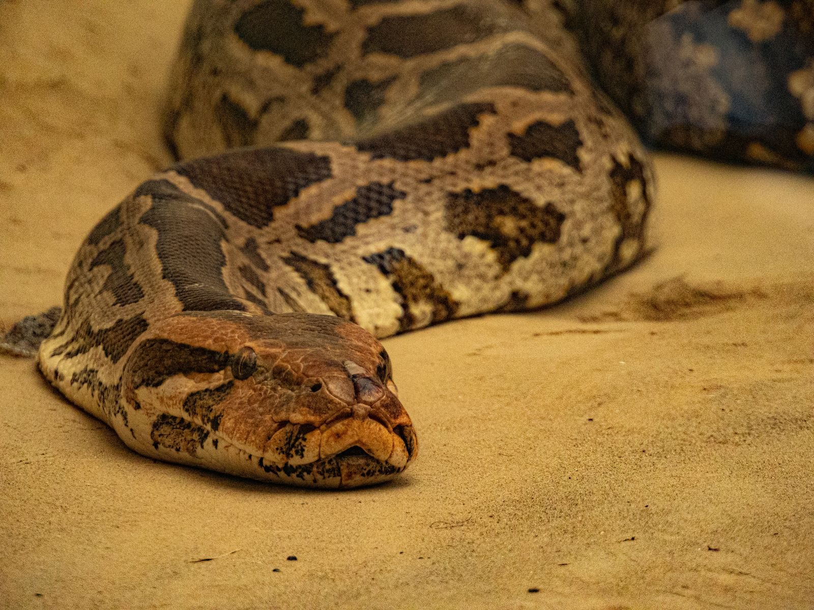 Detailed close-up of a python highlighting its patterns and texture on the sandy ground.