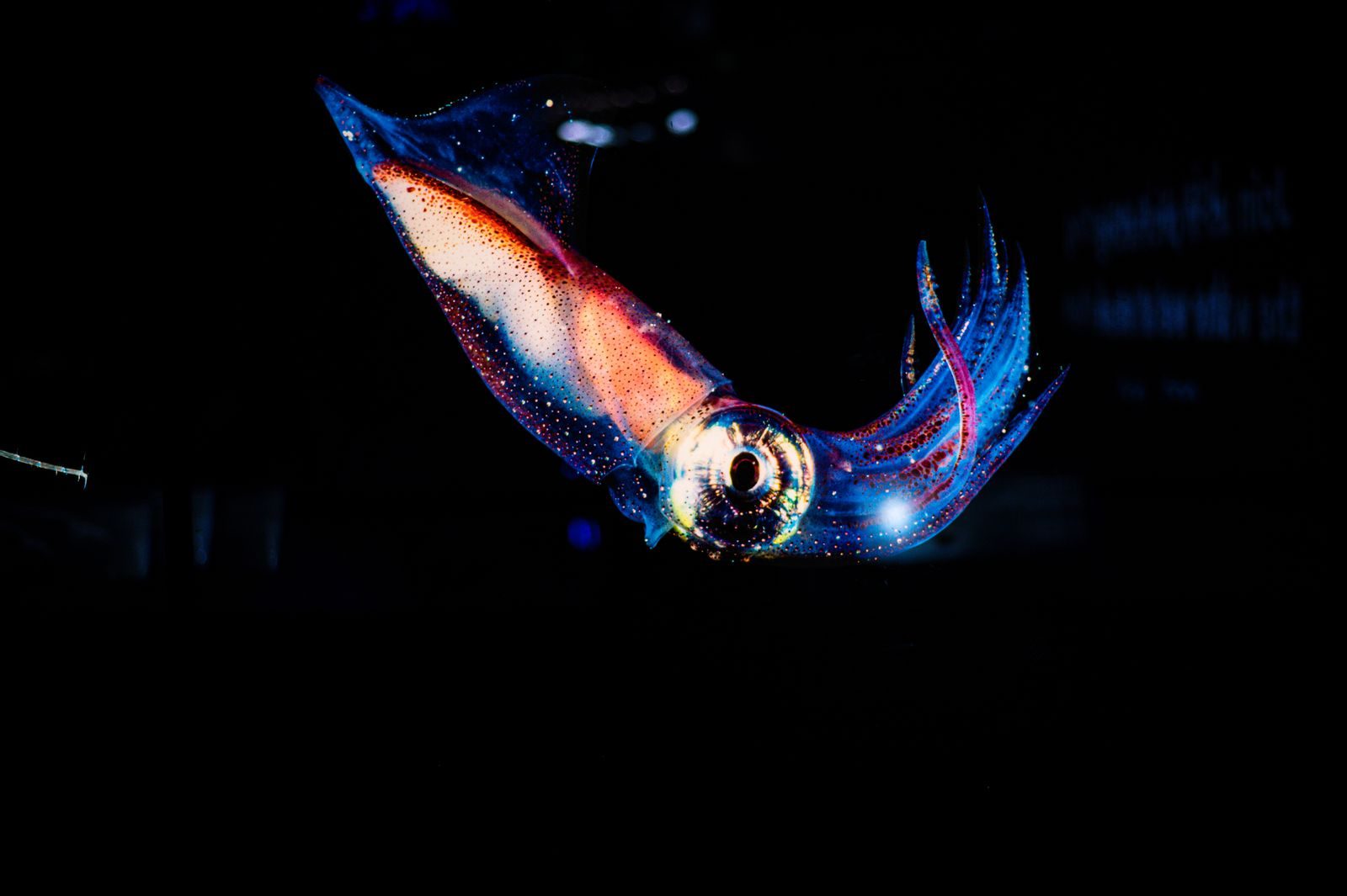 Stunning close-up of a vibrant squid glowing in dark ocean waters.