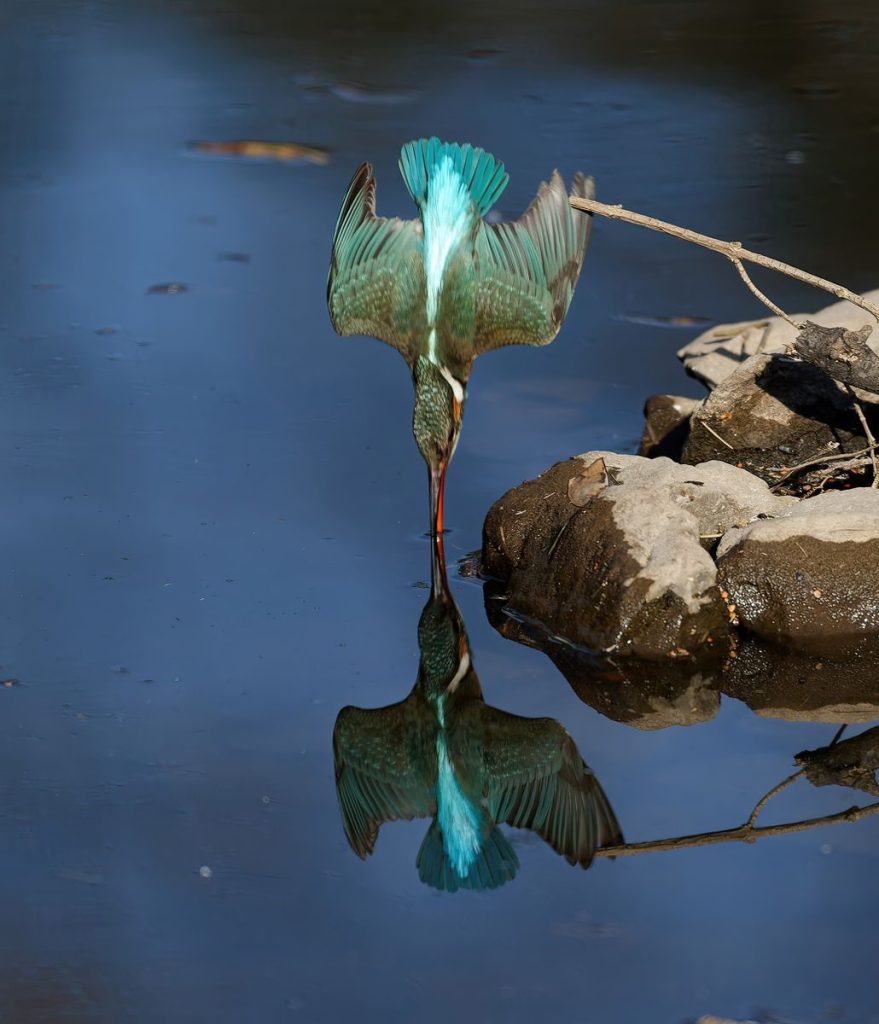 Captivating image of a kingfisher diving with its reflection on the water surface.
