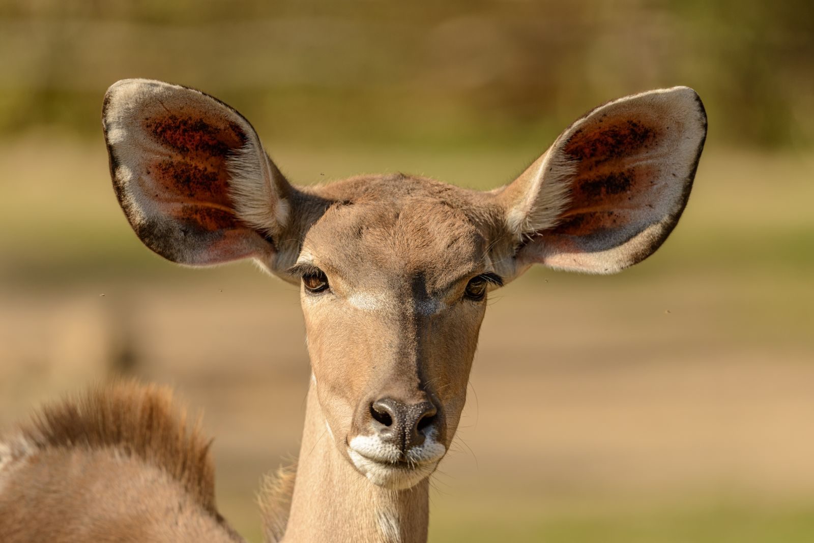 Focused close-up of a Greater Kudu showcasing its large ears and gentle expression.