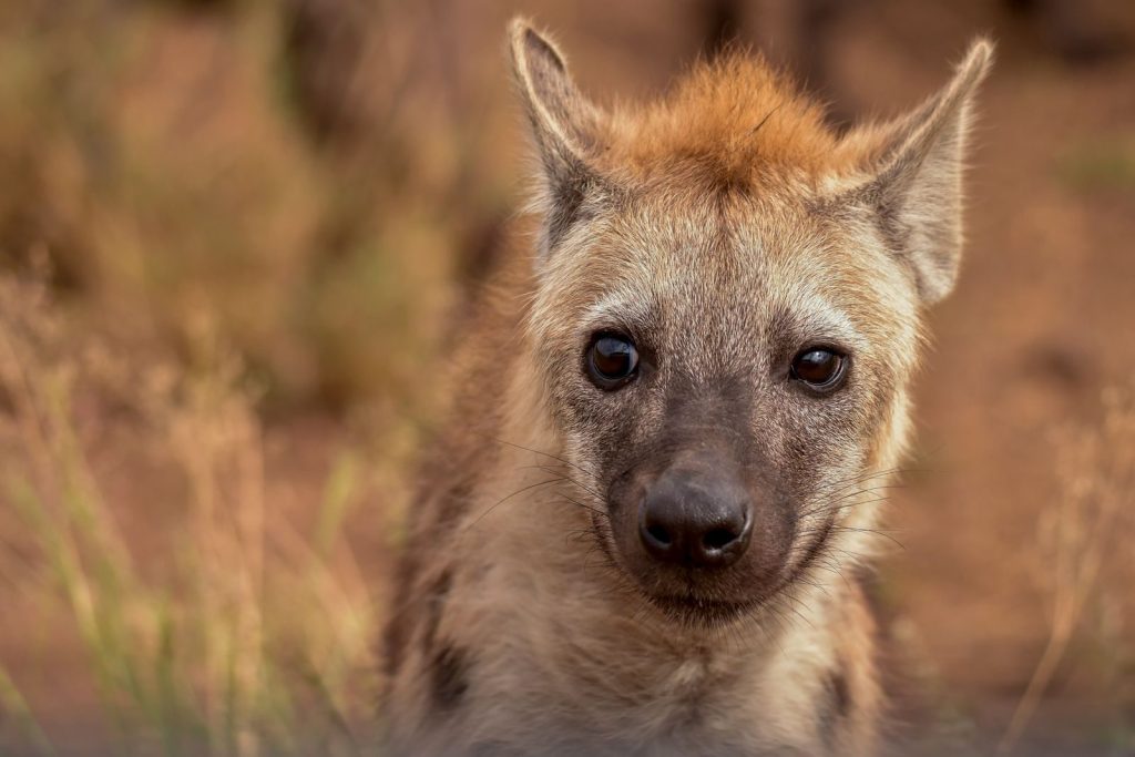 A detailed close-up of a young hyena in its natural habitat, showcasing its curious gaze.