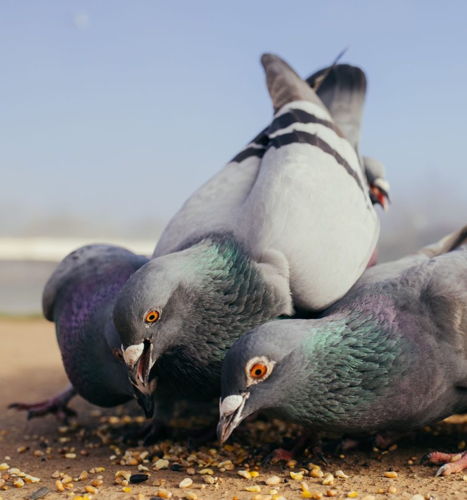 A group of pigeons eating seeds on the ground in a natural setting.