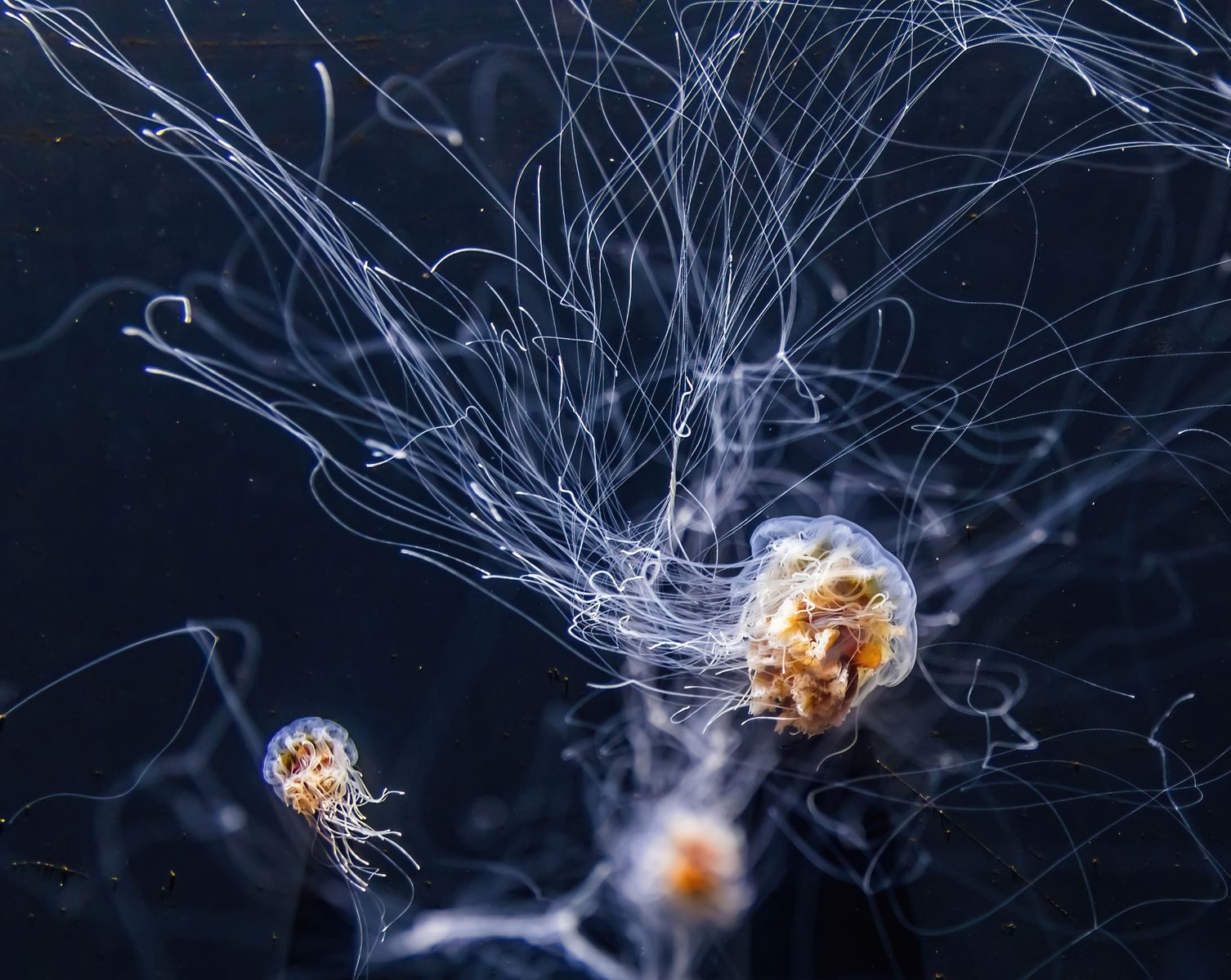 Captivating view of jellyfish with long tentacles drifting in deep ocean waters.