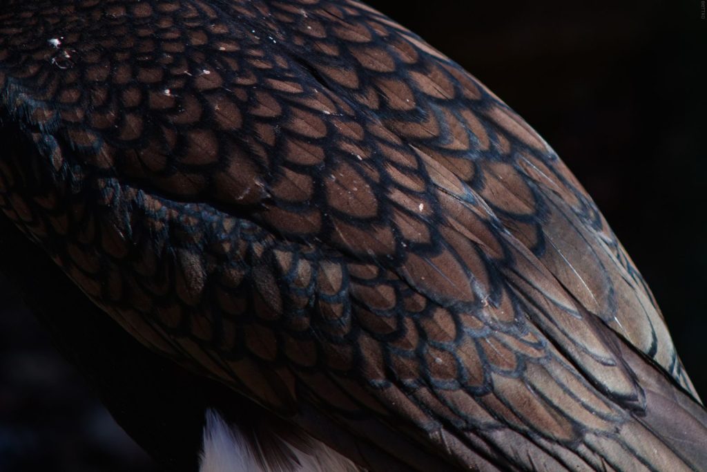 Detailed close-up of great cormorant wing showing intricate feather pattern and textures.